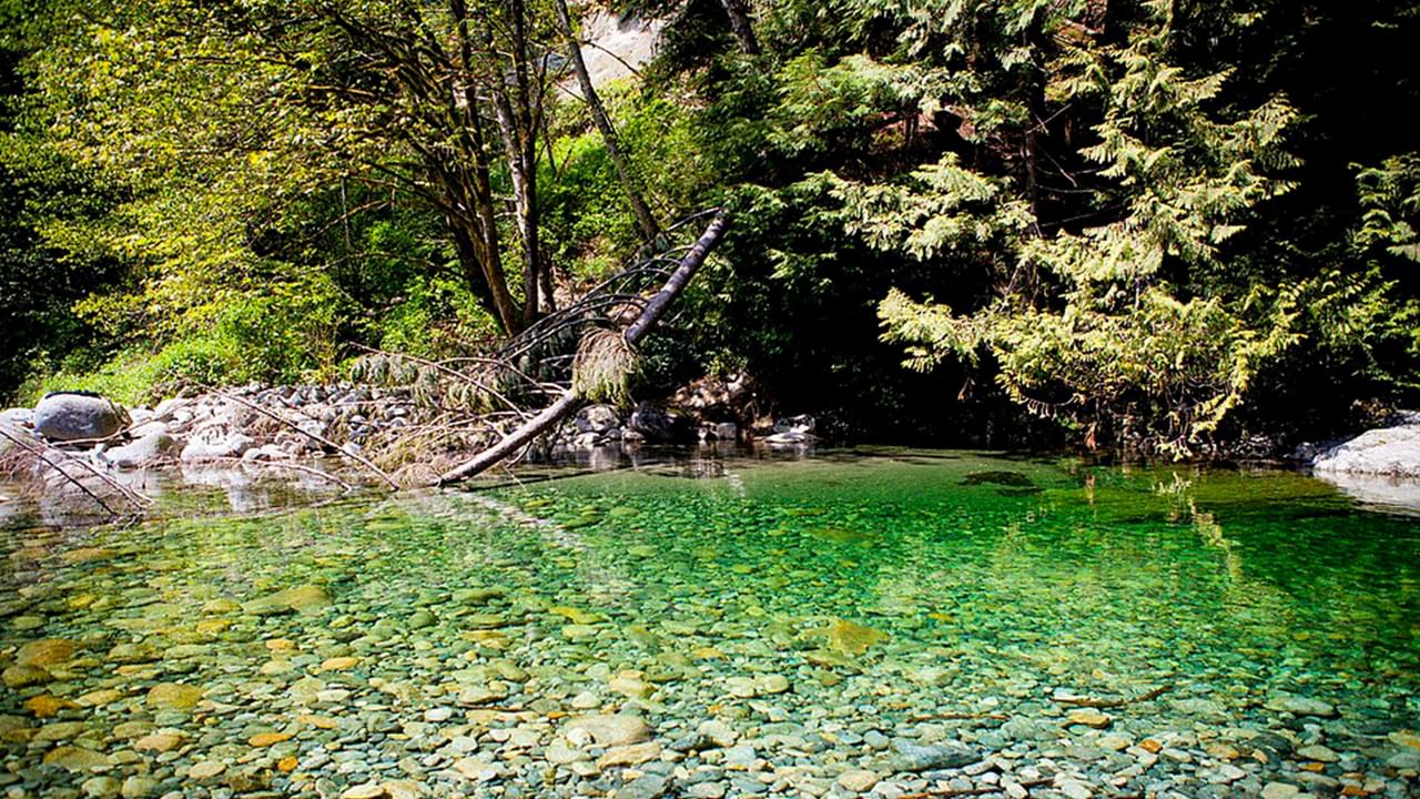 Green water pool with rocks and fallen trees surrounded by trees and plants near Coast Lonsdale Quay Hotel