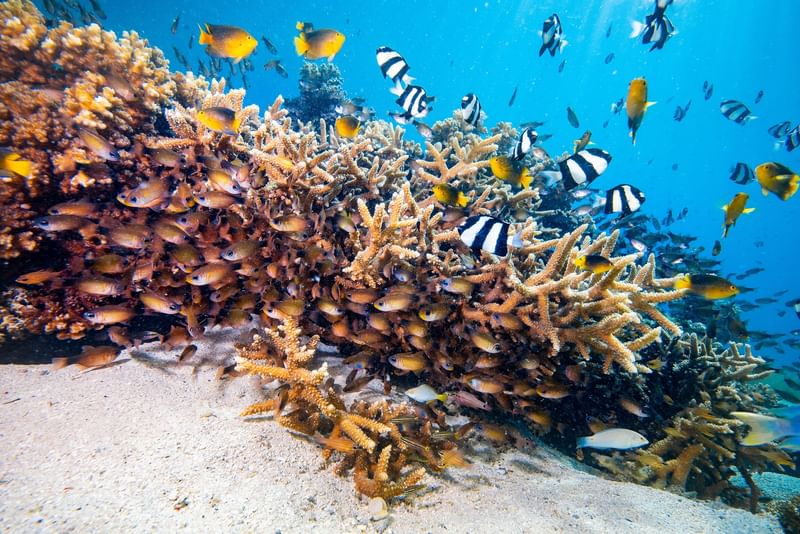 Underwater view of colorful fish swimming around coral reefs at Warwick Le Lagon - Vanuatu Port Vila.