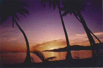 Promotional Shot - leaning Palm Tree no longer with us