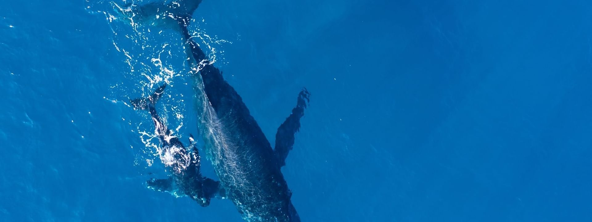 An aerial view of a whale and its calf swimming in the clear blue ocean near Marquis Los Cabos Resort
