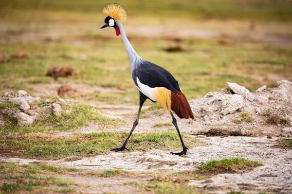 Crested Crane