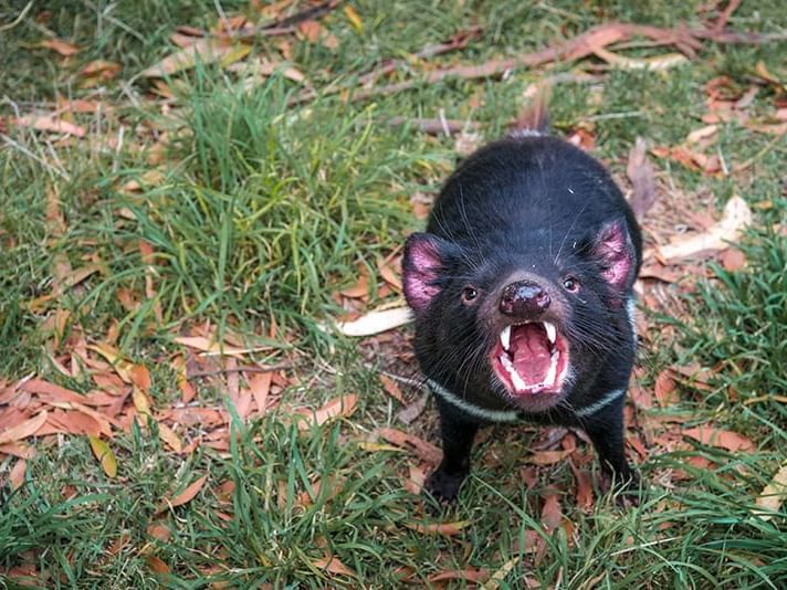 Common wombat in the Sanctuary near Cradle Mountain Hotel 