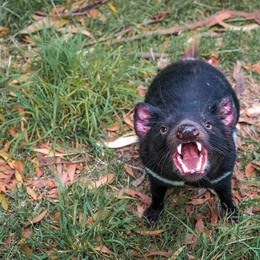 Tasmanian Devil in devils sanctuary near Freycinet Lodge