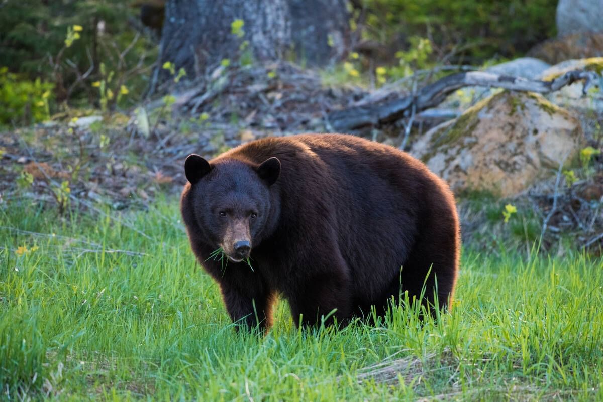Close-up of a Black bear eating grass near Blackcomb Springs Suites