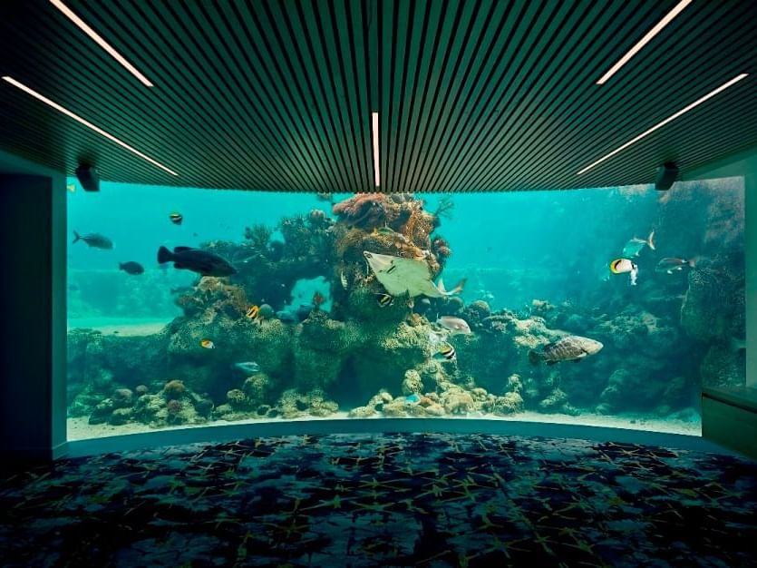 Underwater Observatory at Daydream Island Resort