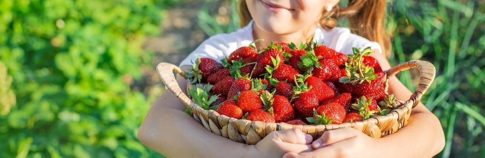 A close-up of a young girl holding a basket of strawberries. 