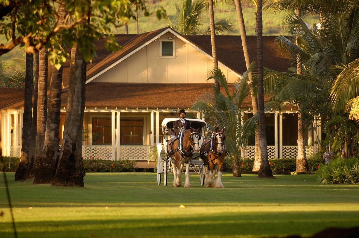 Horse carriage in grassy lawn with palm trees