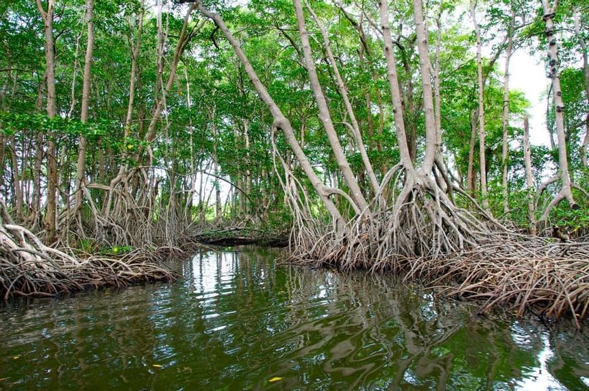 Bosque de manglares con canal cerca de Indura Resort