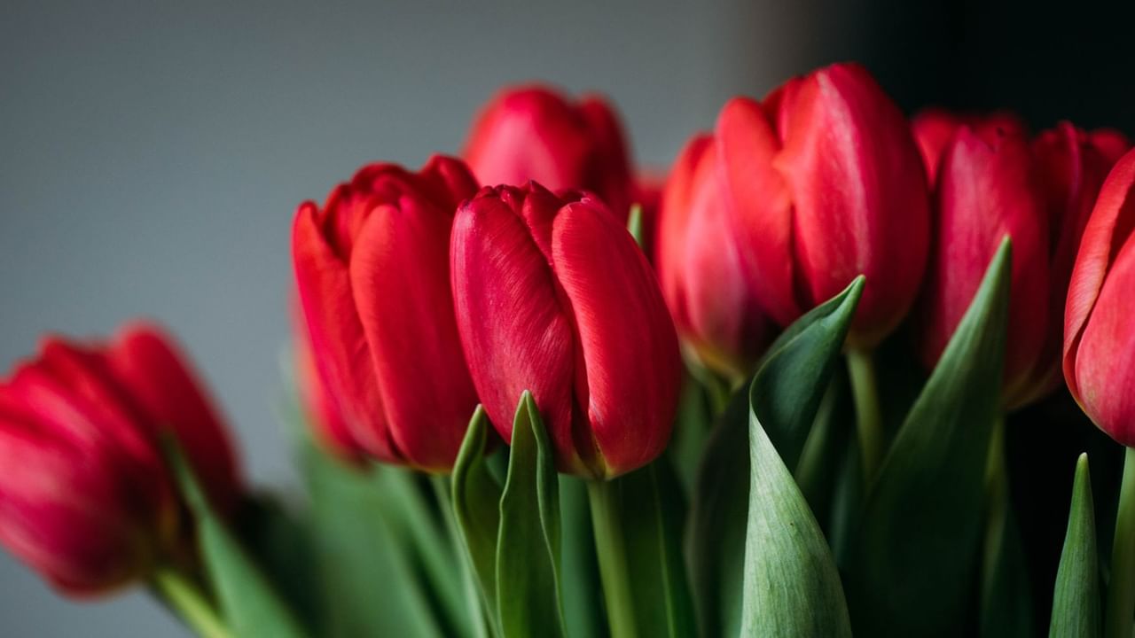 A row of red tulips