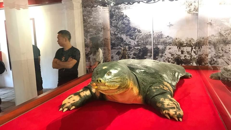 A turtle monument in Ngoc Son Temple near Sunway Hotel Hanoi