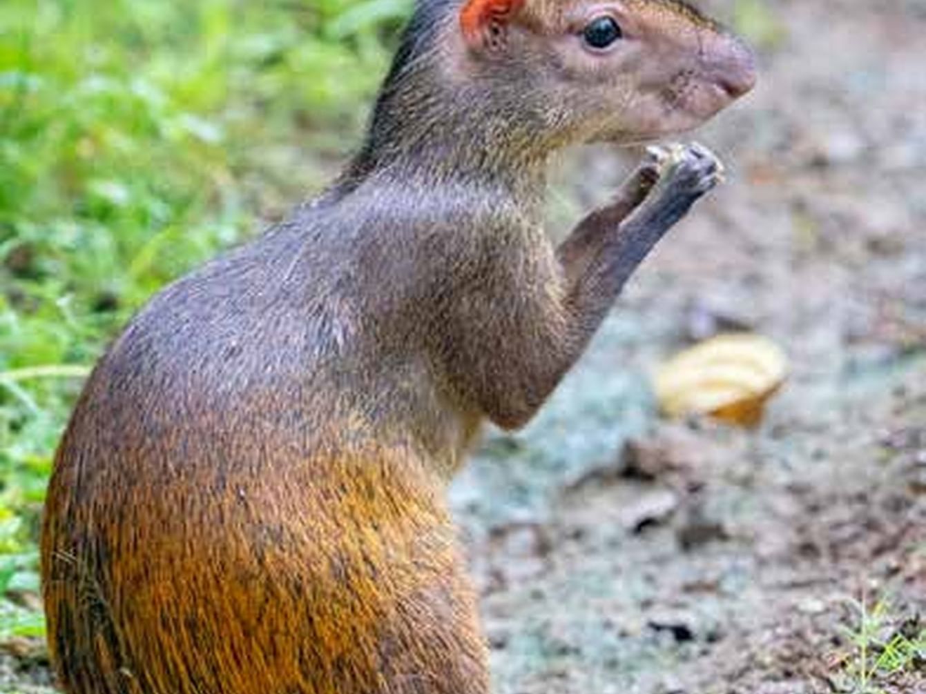 Close-up of Red-rumped agouti near Playa Cativo Lodge