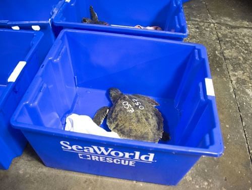 SeaWorld Orlando Continues its Mission to Save Endangered Species