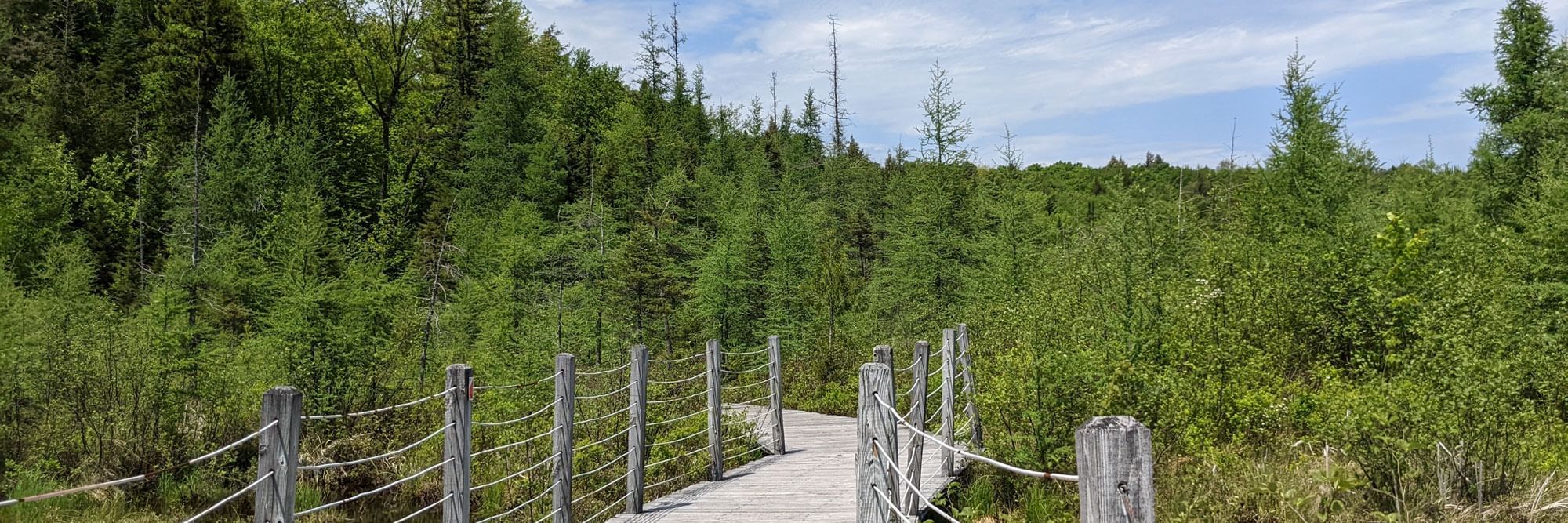 Boardwalk over Heron Marsh.