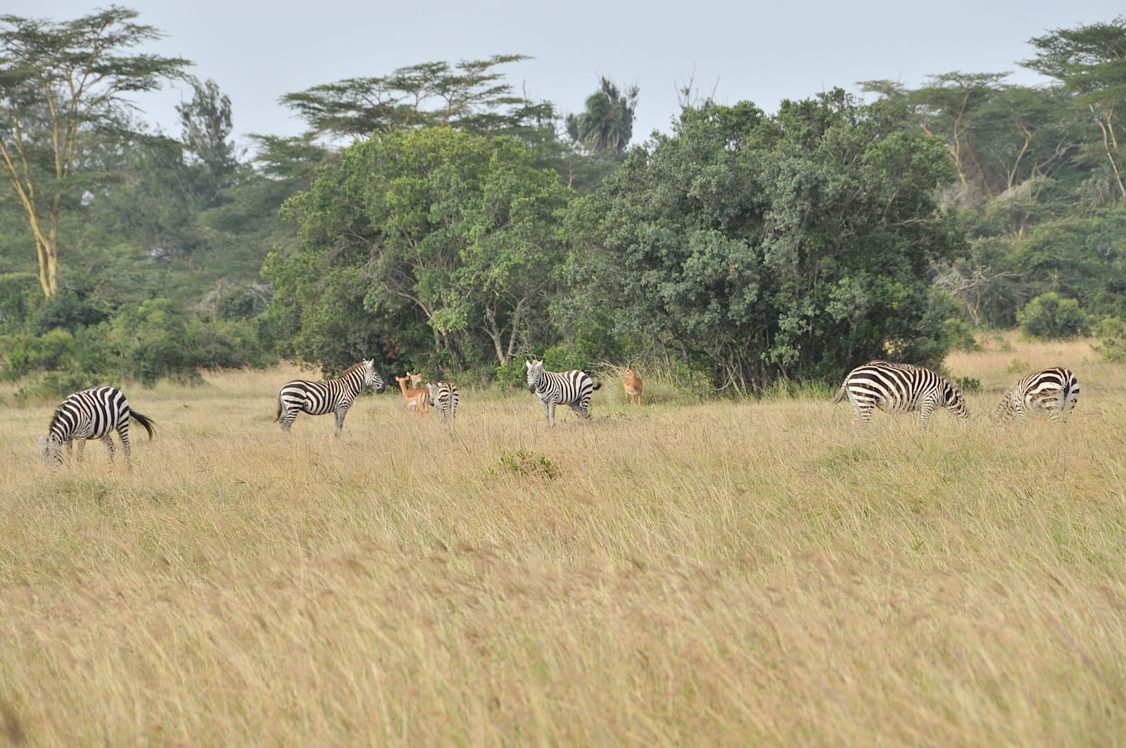 Zebras captured in the wild near Sweetwaters Serena Camp