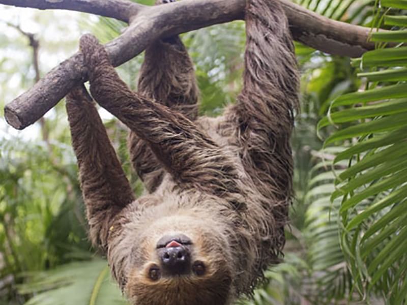 Close up on a hanging sloth in zoo Ave near Retreat Costa Rica
