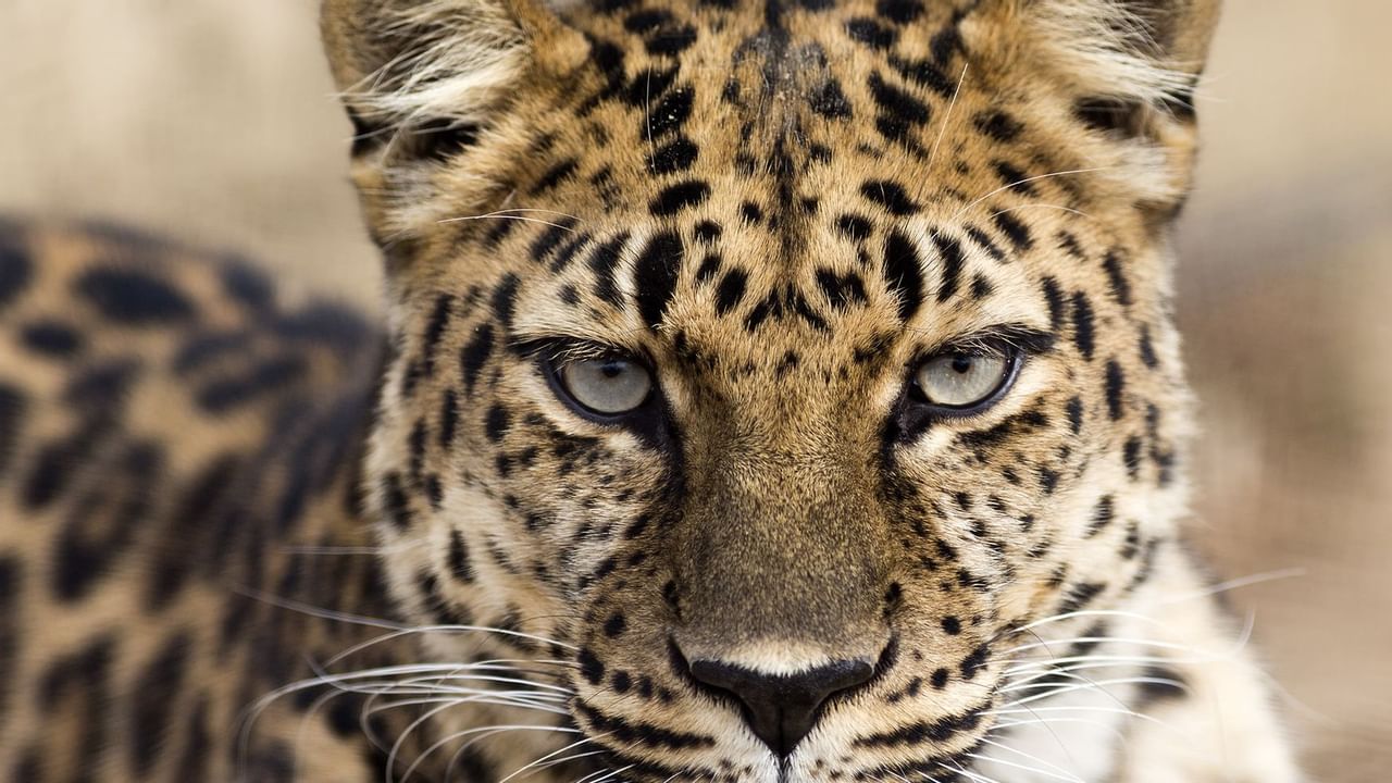 Leopard at Santa Barbara zoo