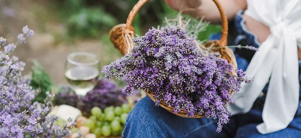 basket with fresh cut lavender