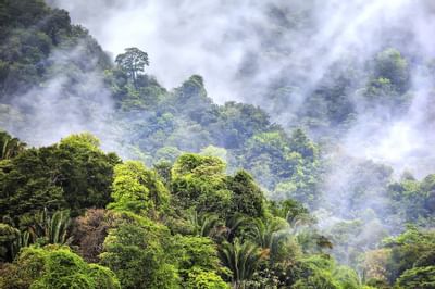 tropical rainforest