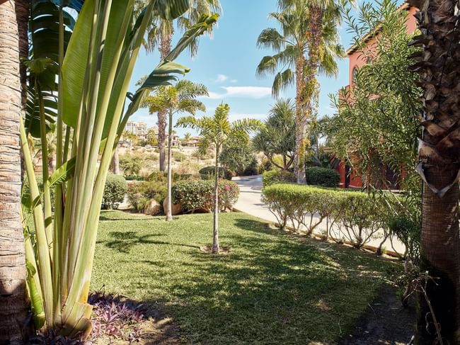 Tropical garden view with palm trees lush greenery and pathways near the Studio 2 Queen Beds at Hacienda Del Mar Los Cabos.