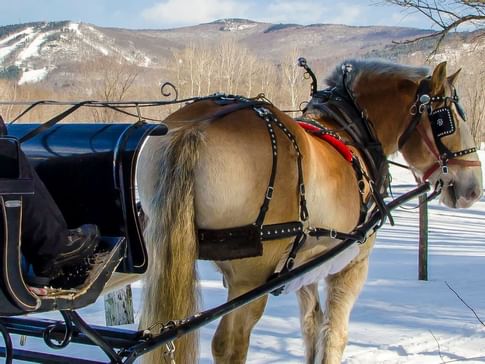 Sleigh Rides