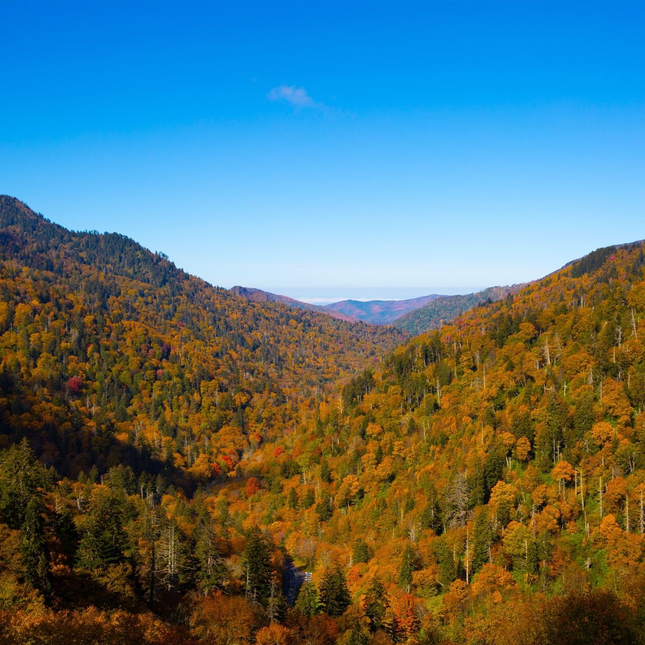 Fall Foliage in the Great Smoky Mountains