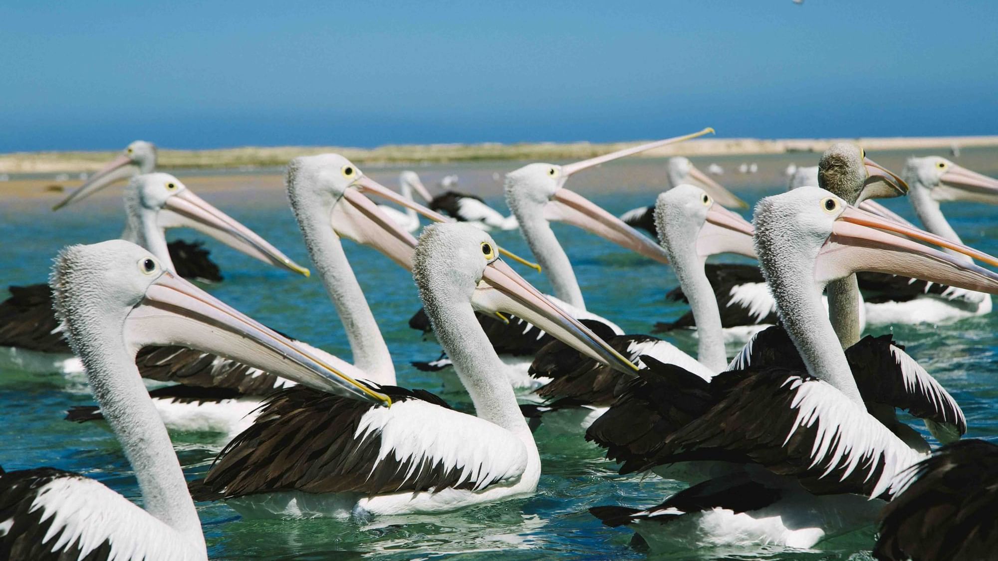 Pelicans in the water at The Entrance, Central Coast near Pullman Magenta Shores
