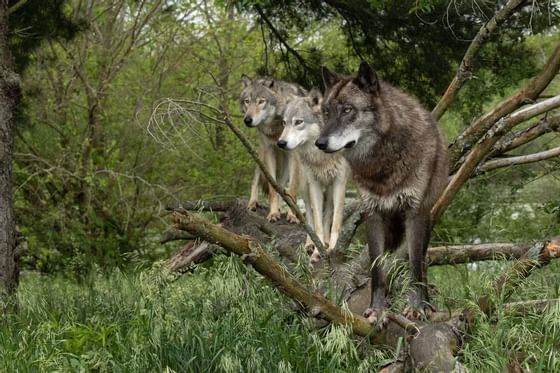3 wolves on a branch in Wolf Park near The Whittaker Inn