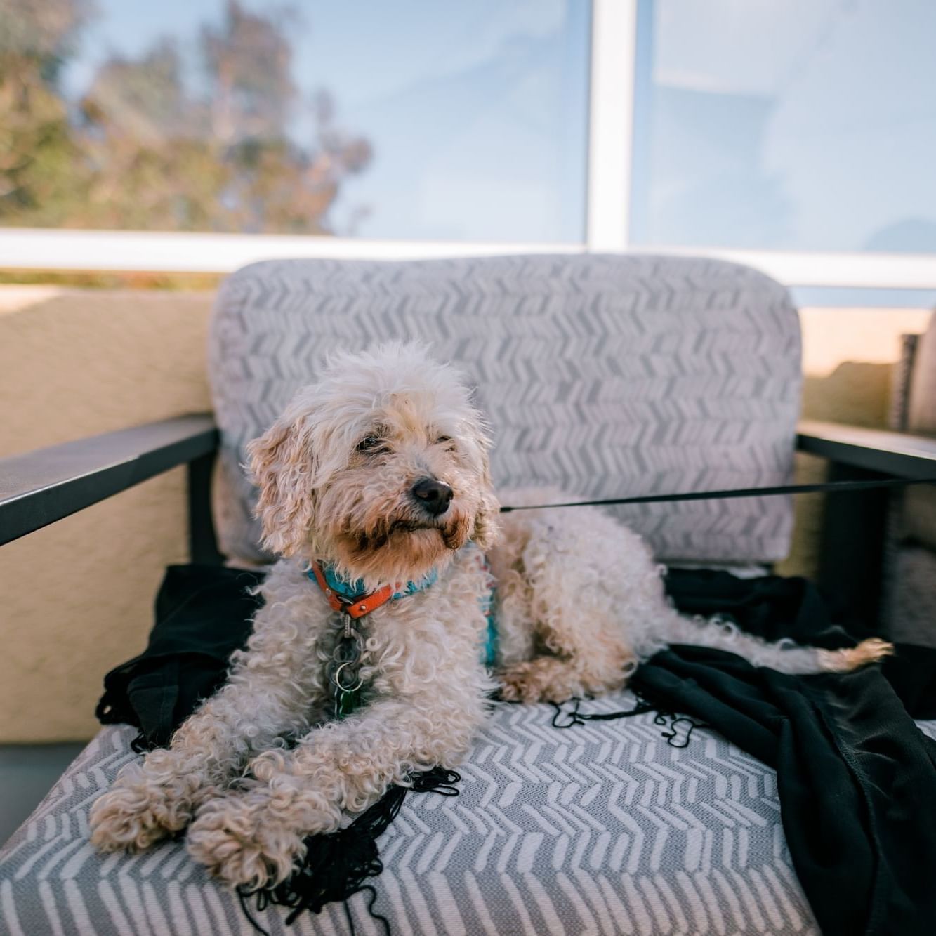 White dog in a chair on a patio at SeaCrest OceanFront Hotel