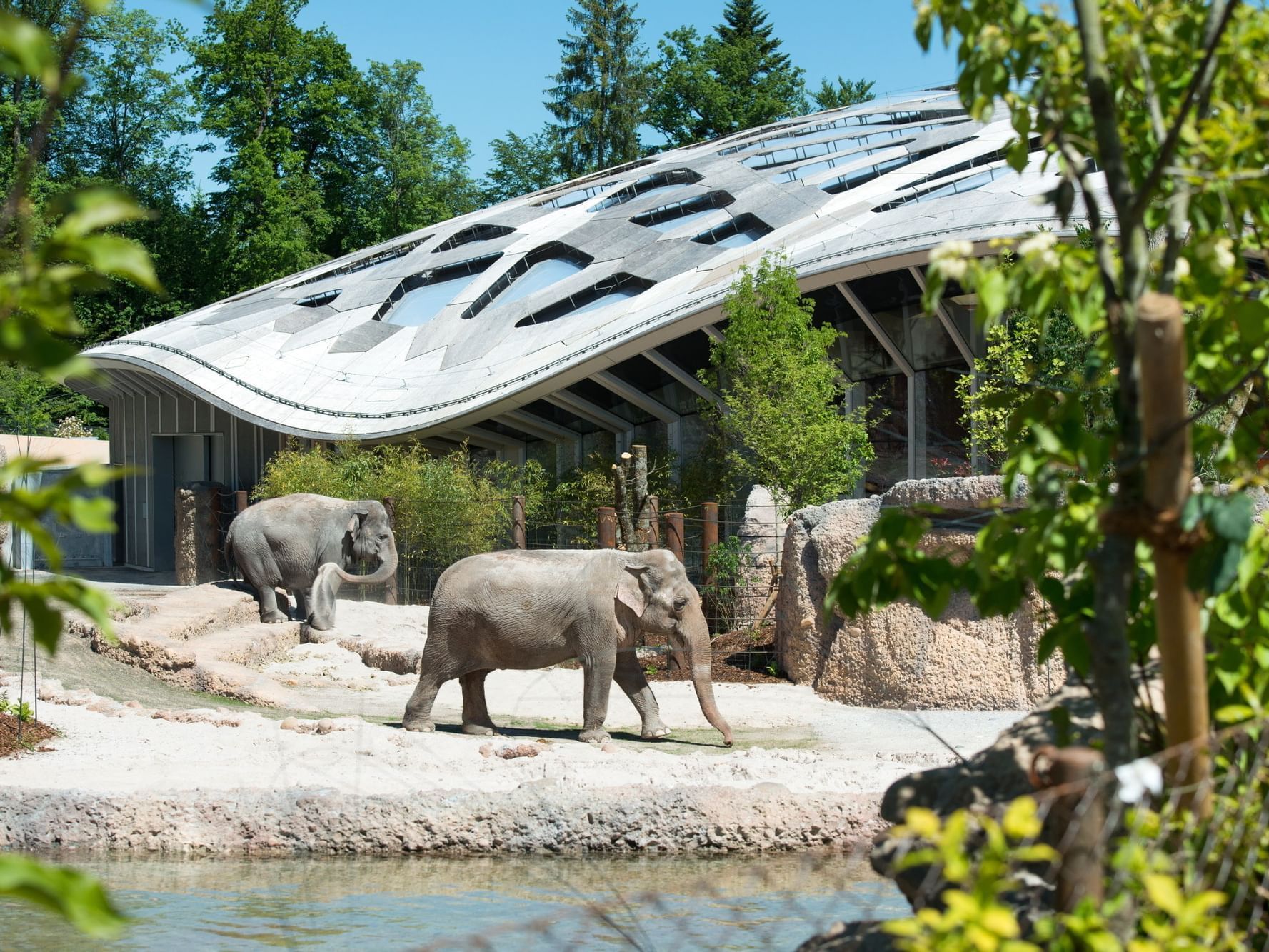 Elephants in Zuerich Zoo near Hotel Sternen Oerlikon