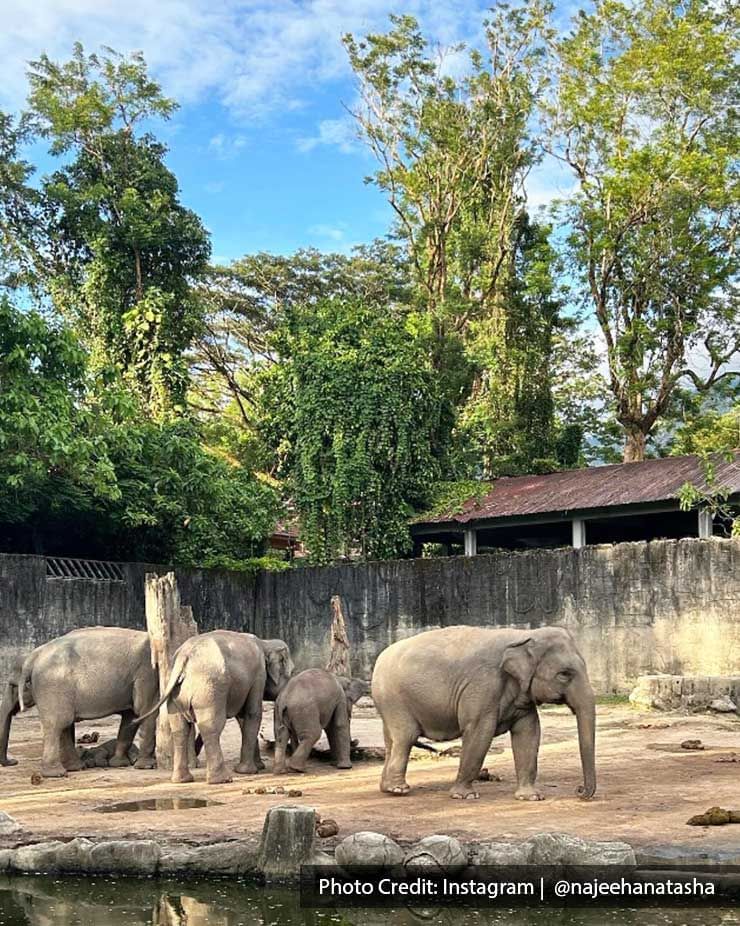 There were four elephants at the Zoo Taiping - Lexis Suites Penang