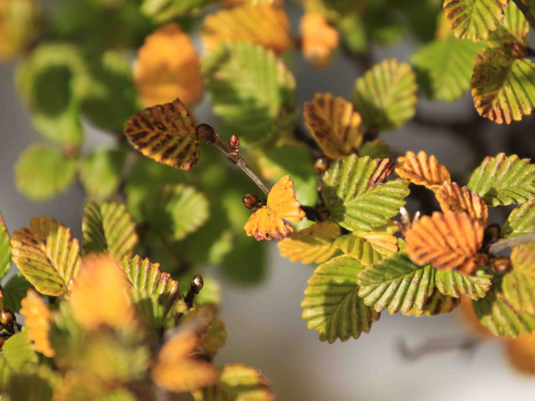 Close up on Fagus leaves near Cradle Mountain Hotel