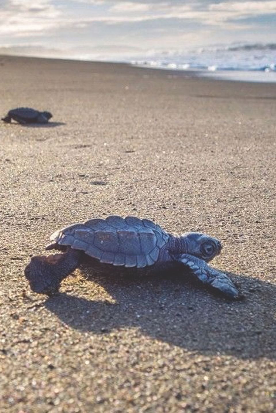 Turtles near Tierra Magnífica Hotel in Guanacaste, Costa Rica