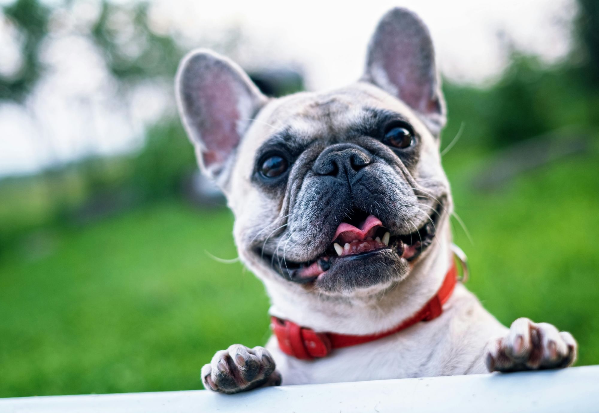 A close up photo of a light tan French bulldog wearing a red collar.