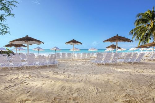 Sun beds arranged on the beach near Bougainvillea Barbados