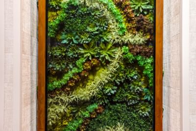 Close-up of vibrant vertical garden with lush green succulents on the wall at The Riverwalk Plaza Hotel