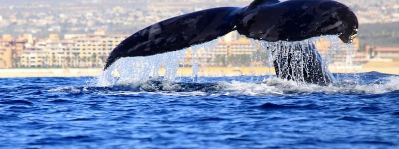 Cola de ballena emergiendo del agua en Los Cabos, México, cerca del Hotel Marquis Los Cabos.