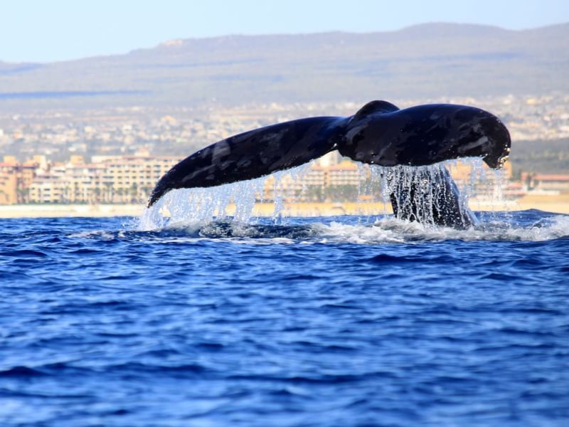 A whale's tail emerging from the ocean, with the coastline visible near the Marquis Los Cabos Resort