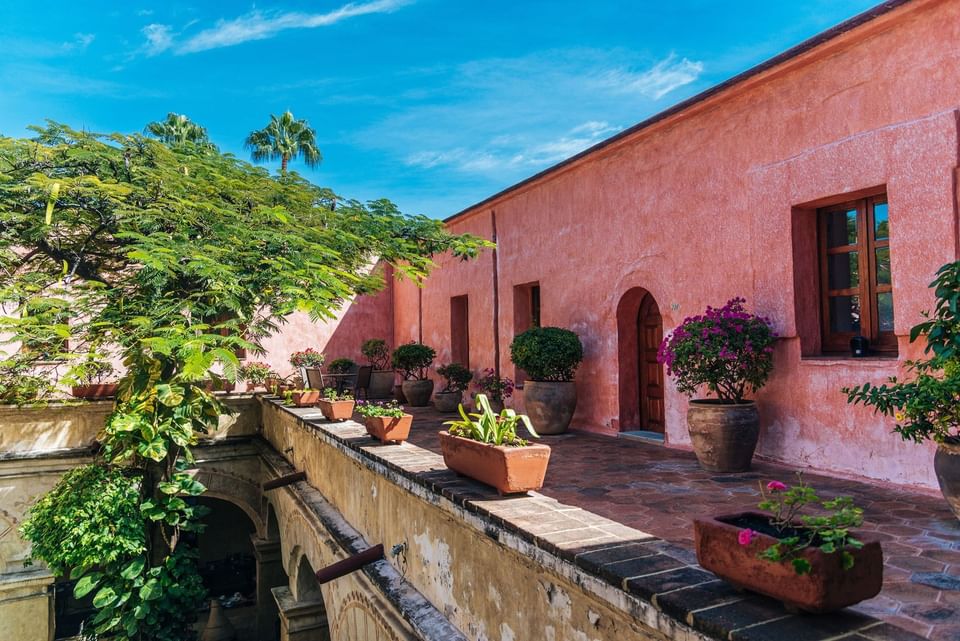 Sunny courtyard with terracotta pots filled with flowers and leafy plants lining a pink stucco wall at Quinta Real Oaxaca
