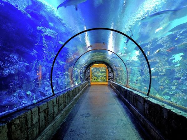 Shedd Aquarium near at Godfrey Hotel Chicago