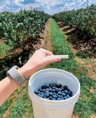 A hand holds a white bucket full of blueberries in front of a grassy path between rows of blueberry bushes.