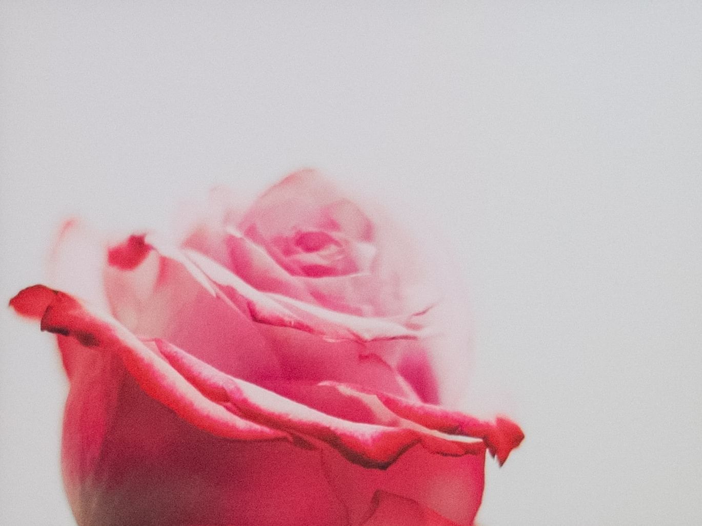 Portland Rose Festival Package Hi Lo Hotel
