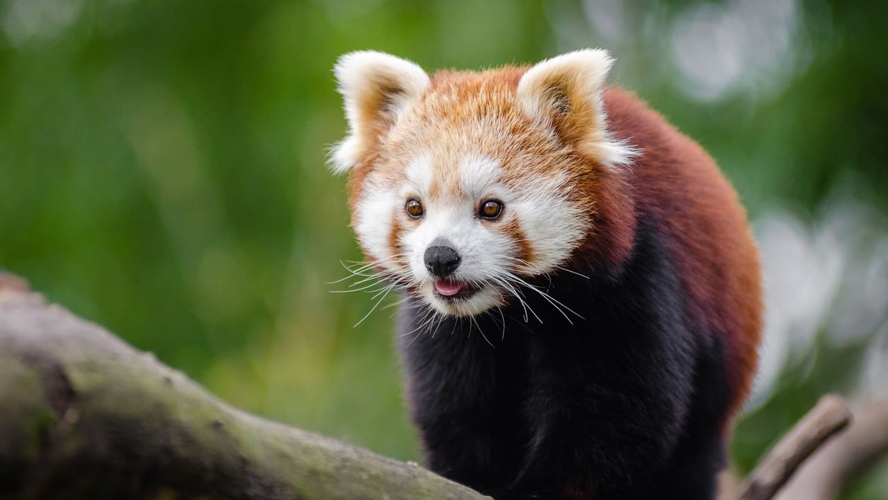 Edmonton Valley Zoo | Coast West Edmonton Hotel Edmonton Valley Zoo | Coast West Edmonton Hotel