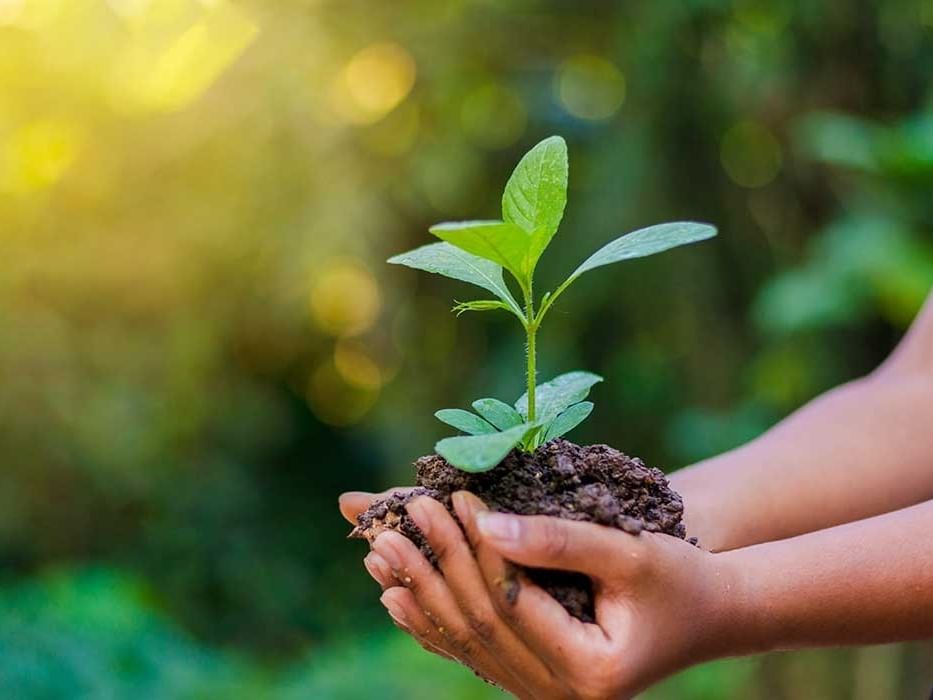 Hands holding a small plant with soil emphasizing sustainability efforts.