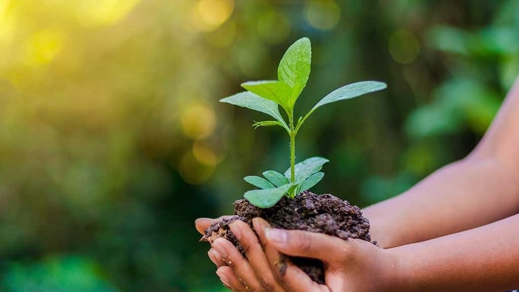 Hands holding a small plant with soil emphasizing sustainability efforts.