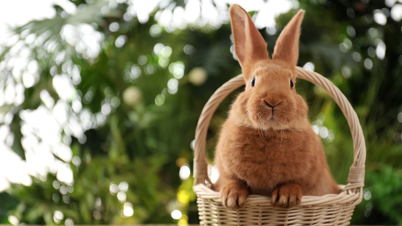 bunny in basket