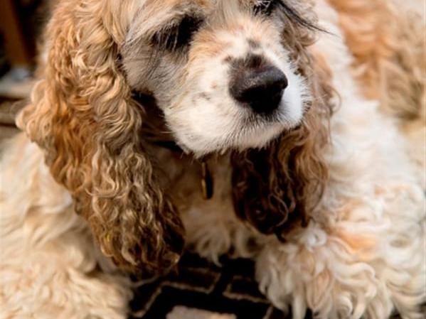 A close-up of a fluffy Cocker Spaniel, a pet-friendly feature at El Prado Hotel