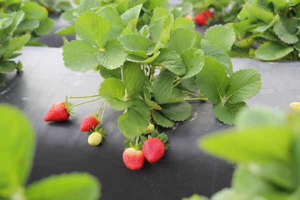 A close-up of a strawberry plant with ripe red and underripe green berries growing from a black tarp. 