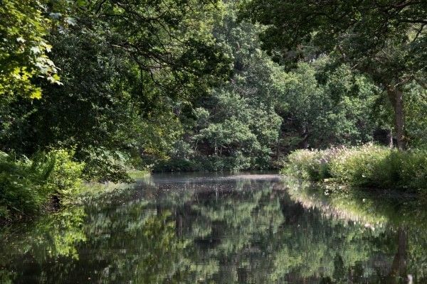 A scenic view of the Basingstoke Canal surrounded by trees and greenery.