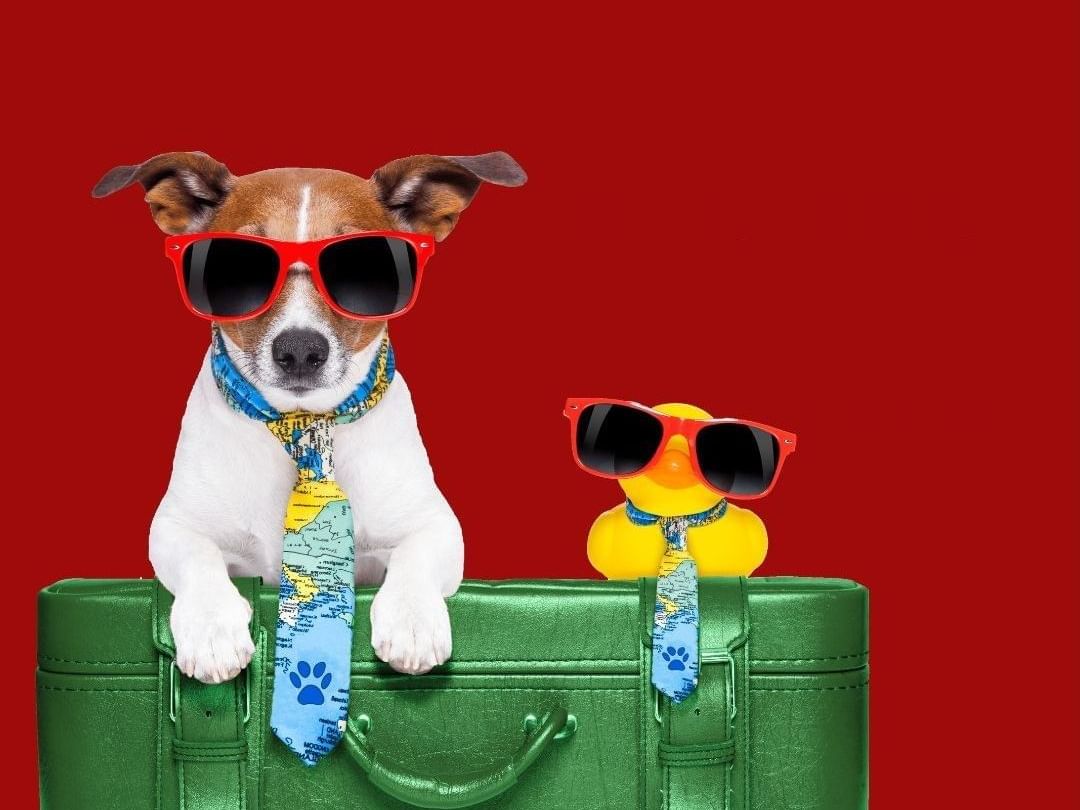 A dog & toy with sunglasses & ties at The Originals Hotels