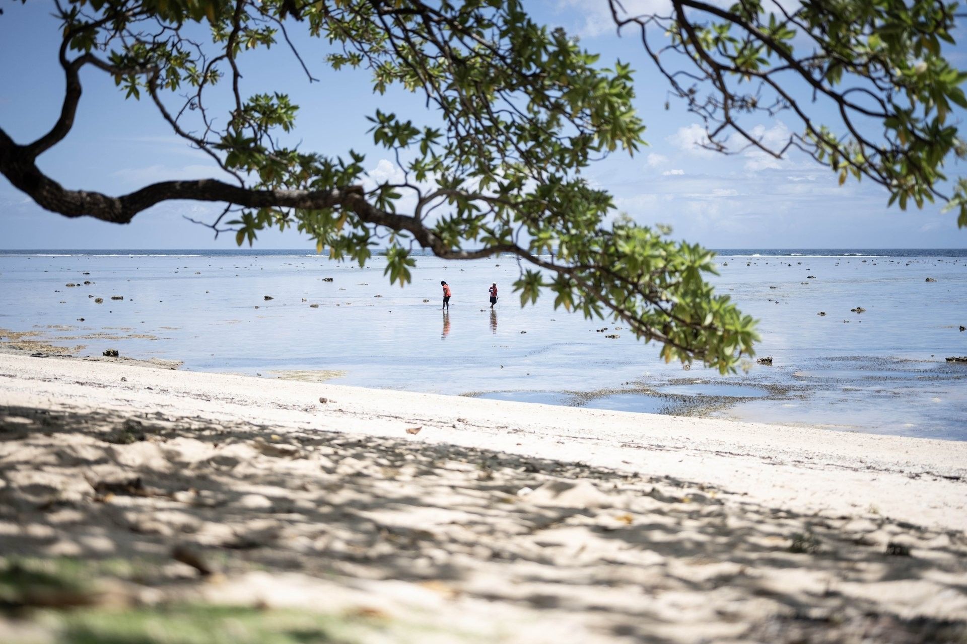 People wading in the sea by a white beach under green tree branches near Warwick Fiji Resort and Spa